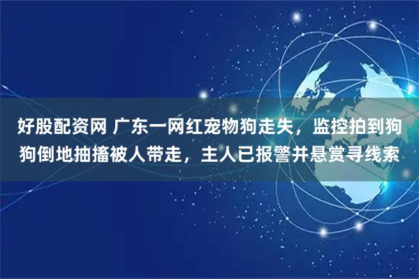 好股配资网 广东一网红宠物狗走失，监控拍到狗狗倒地抽搐被人带走，主人已报警并悬赏寻线索